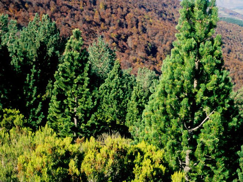 Fresneda de la Sierra Tirón