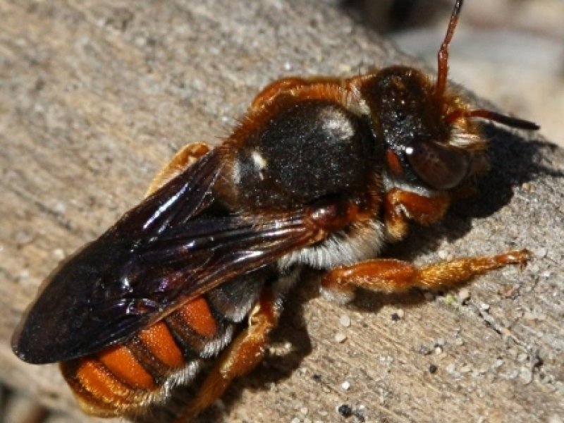 Guardamar del Segura