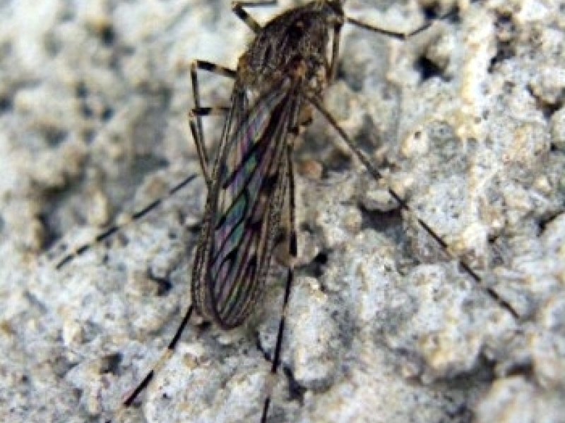 PEÑÍSCOLA (CASTELLÓN)