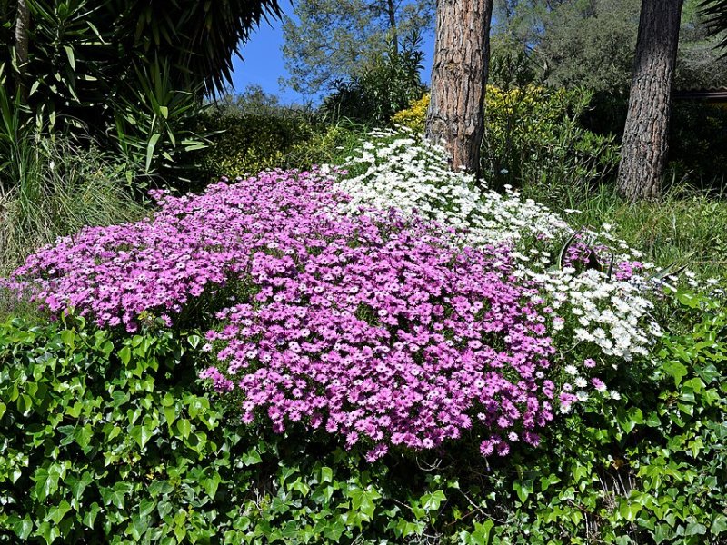 Sant Cebrià de Vallalta