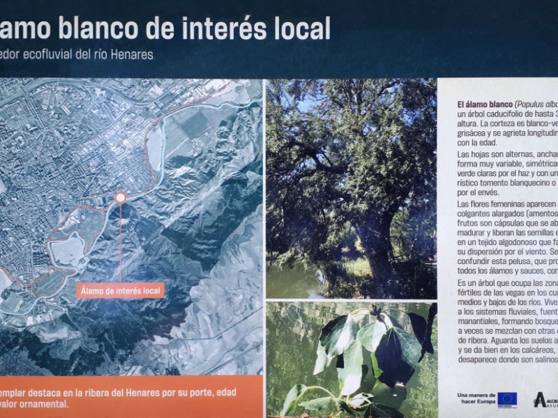 Espacio en EL ÁLAMO